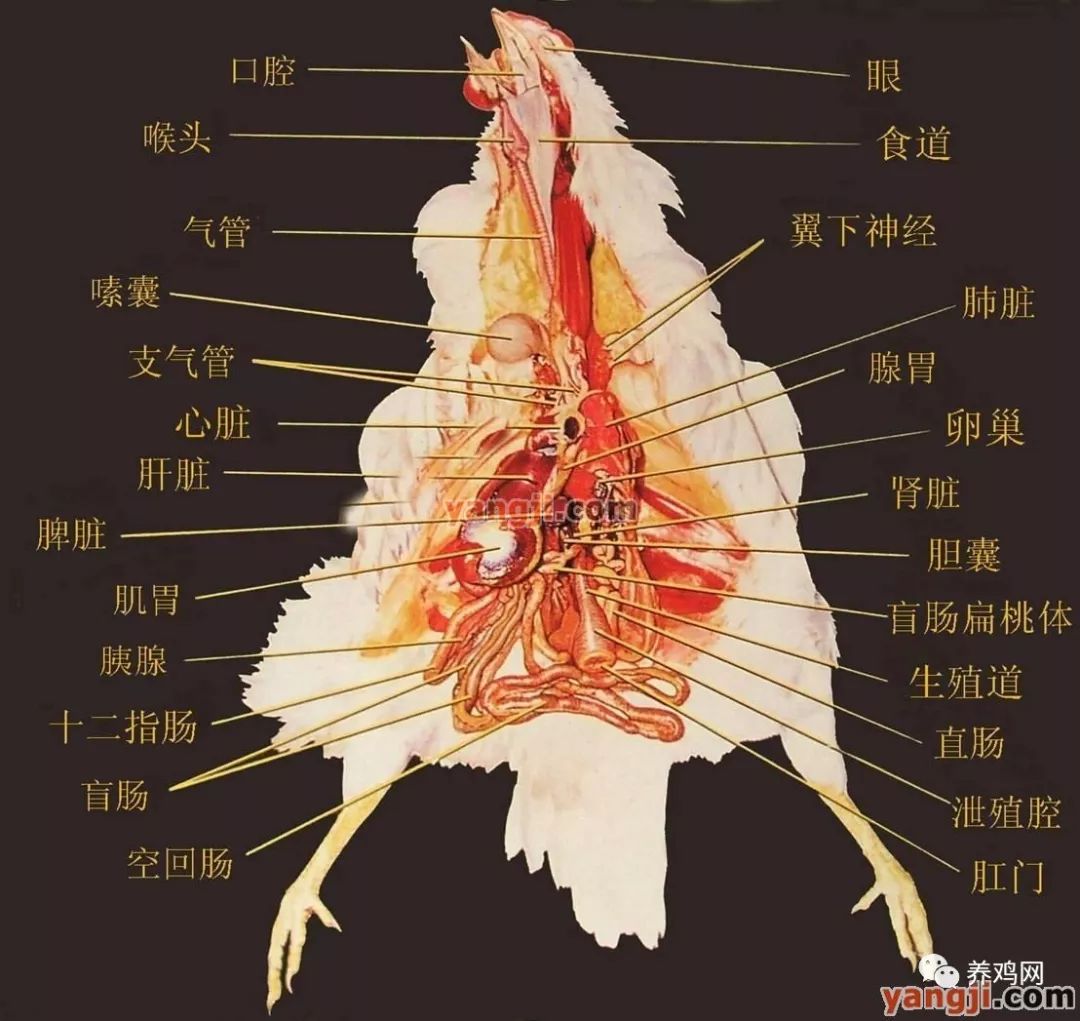 鸡的解剖图小白请收好一目了然