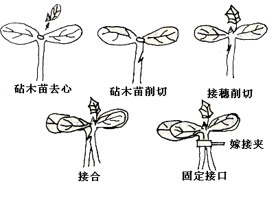 砧木苗茎较粗,蔬菜苗茎较细时采用半劈接;砧木与接穗的苗茎粗度相当时