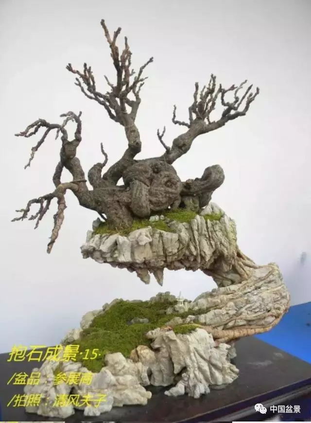 盆景人感悟树抱石头成佳景