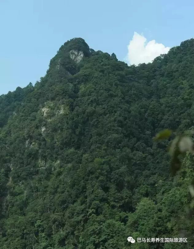 天峨大山原始森林景区——迷人的原始森林景观