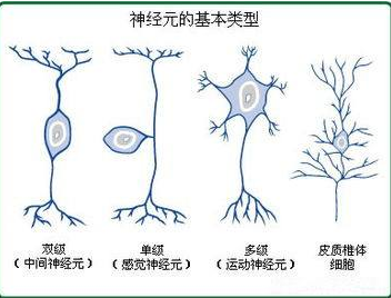 运动神经元渐冻人的发病因素