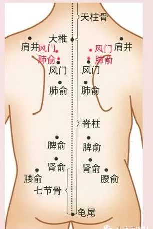 (风门,肺俞的具体位置以红点为准)