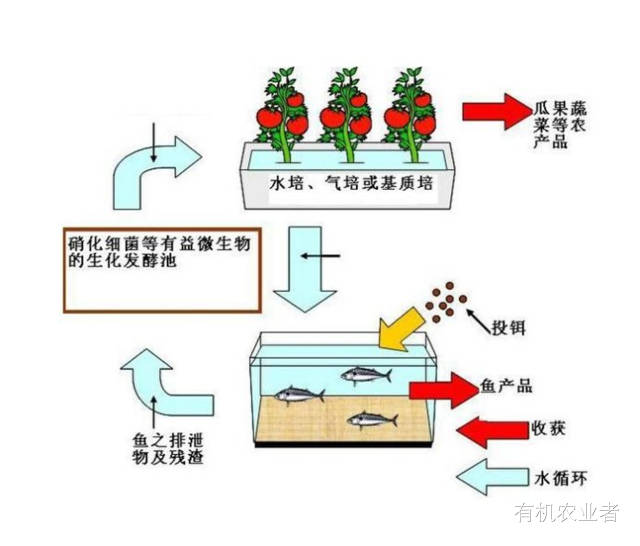 都市农耕鱼菜共生系统