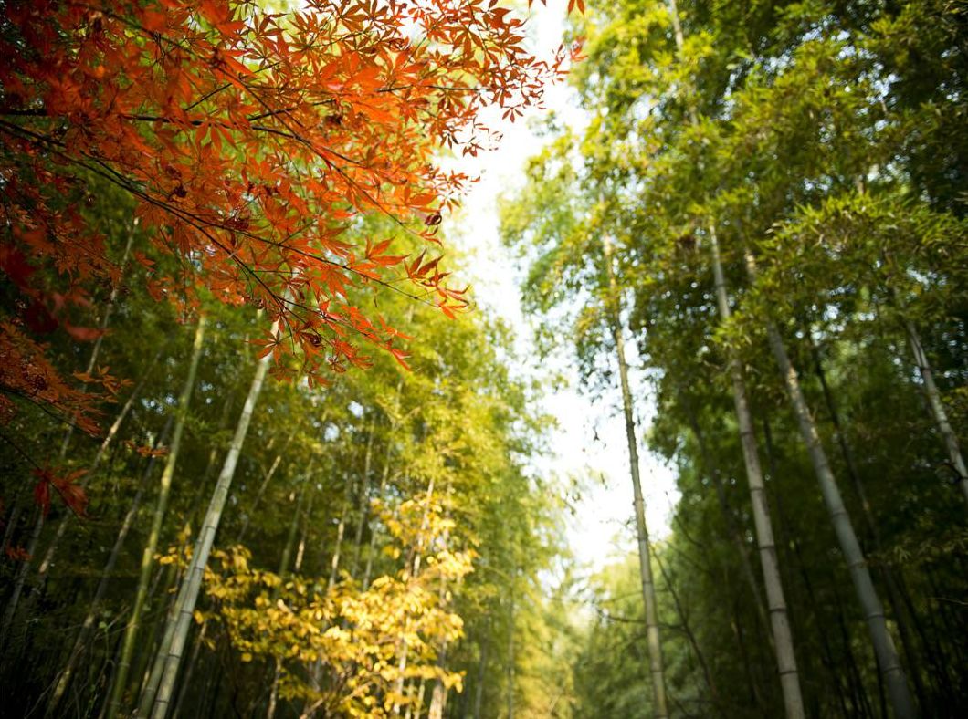 【万达旅游】"爱上温泉"——溧阳登南山竹海,享御水温泉休闲漫生活二