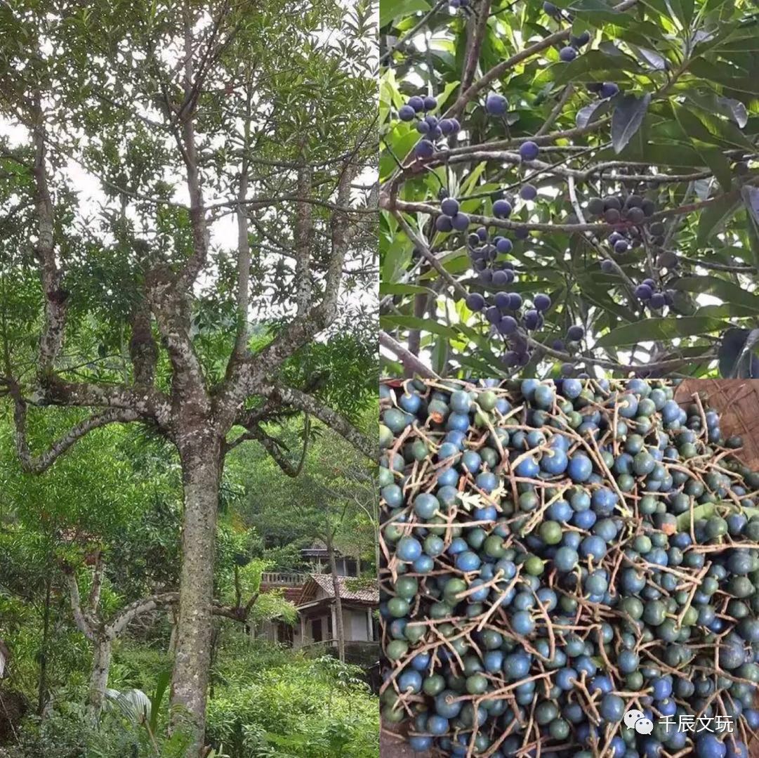 金刚菩提是什么?金刚菩提真假辨别