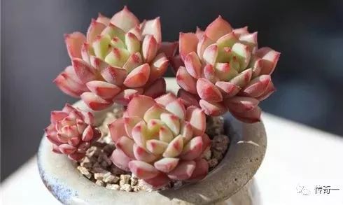 法比奥拉echeveria fabiola法比奥拉是静夜和大和锦的杂交后代,大和