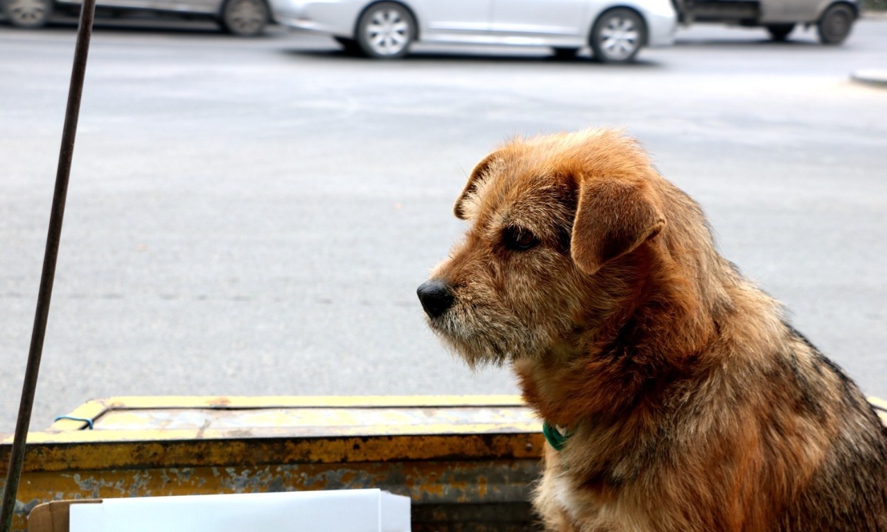 一人一狗一车,玉环寒冬街头,环卫工与流浪狗暖心告白.