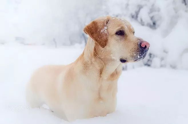 狗狗脚垫在冬季如何做好保护呢