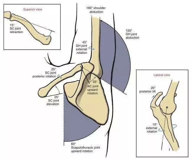 即盂肱关节每外展2°,肩胛骨会向上转动1°.