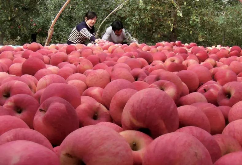 苹果期货合约在郑州商品交易所挂牌交易