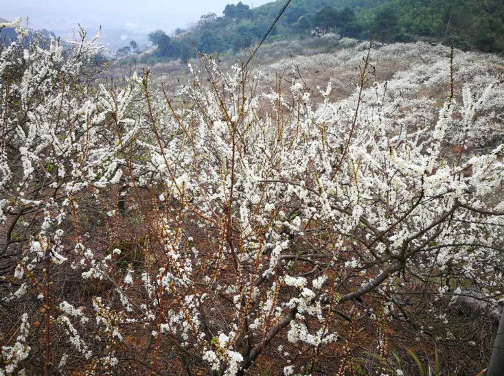 封开麒麟山又见李花谁的发梢会被那一抹白点染