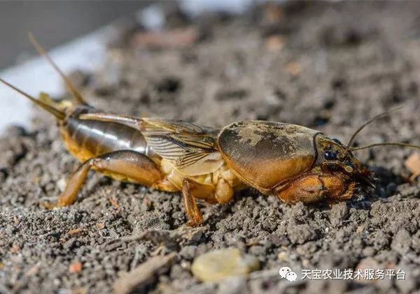 蝼蛄地老虎金针虫金针虫的幼虫和成虫金针虫危害果实化学防治(1)栽