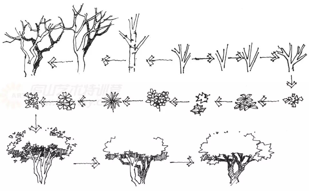 乔木的表现解析1乔木的表现▲不同植物枝干的形态特征掌握动态落叶