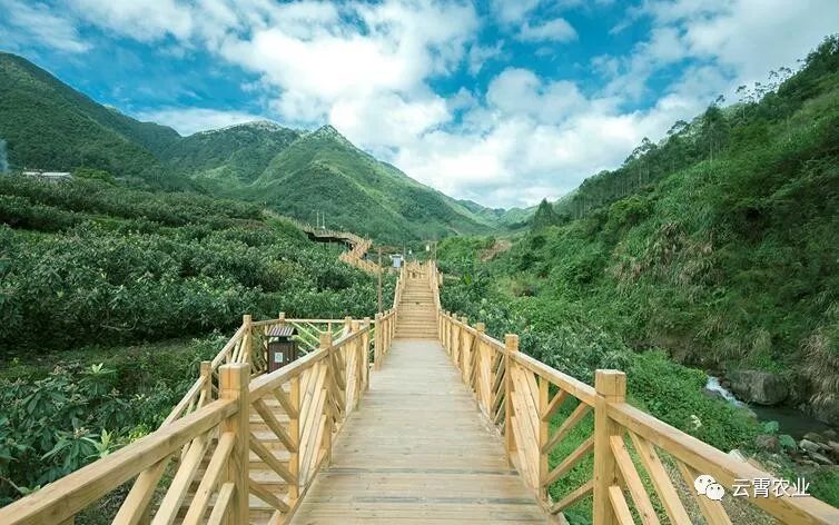 福建省最美休闲乡村云霄县和平乡棪树村