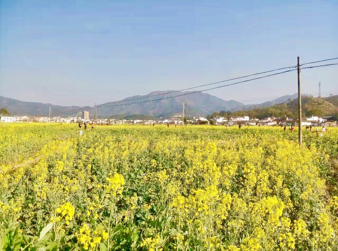 鹤市镇人口_解放后,龙川县鹤市镇曾常年有驻军,留下了不少 兵房