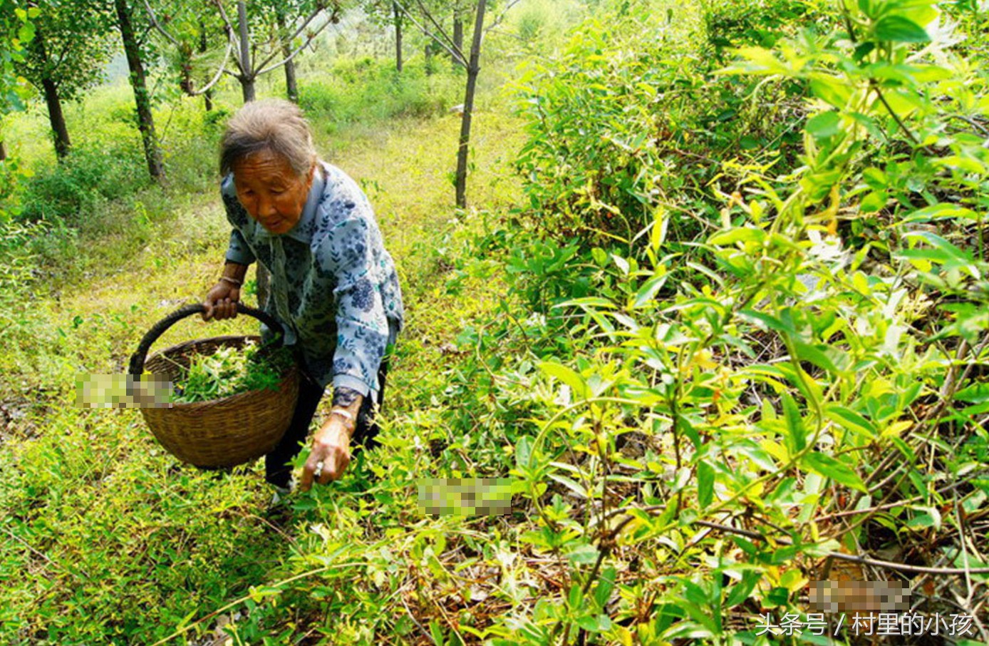 89岁农村婆婆每日大山里采药换钱,自食其力,称不给儿女添负担