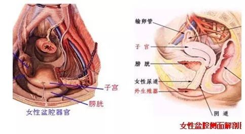盆腔或输卵管邻近器官发生炎症如阑尾炎时,可通过直接蔓延引发炎症.