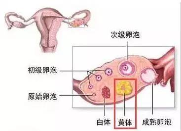 和怀孕息息相关的黄体酮 你了解吗?