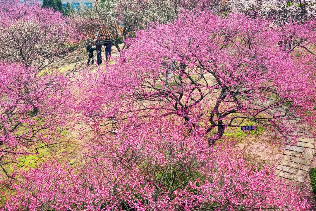 网友爆料:湘湖边的梅花开了!"古韵梅乡"进化梅花节也即将开幕!