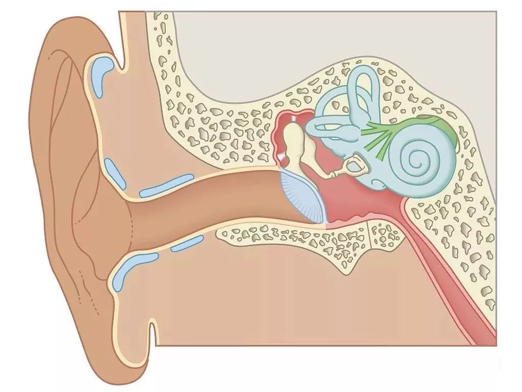 关于耳部的疾病都有什么？ - 知乎