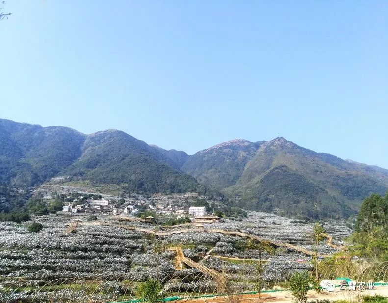 福建省最美休闲乡村云霄县和平乡棪树村