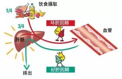 人体的胆固醇来自哪里?