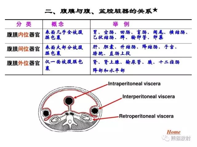 解剖丨腹膜后间隙包懂包会