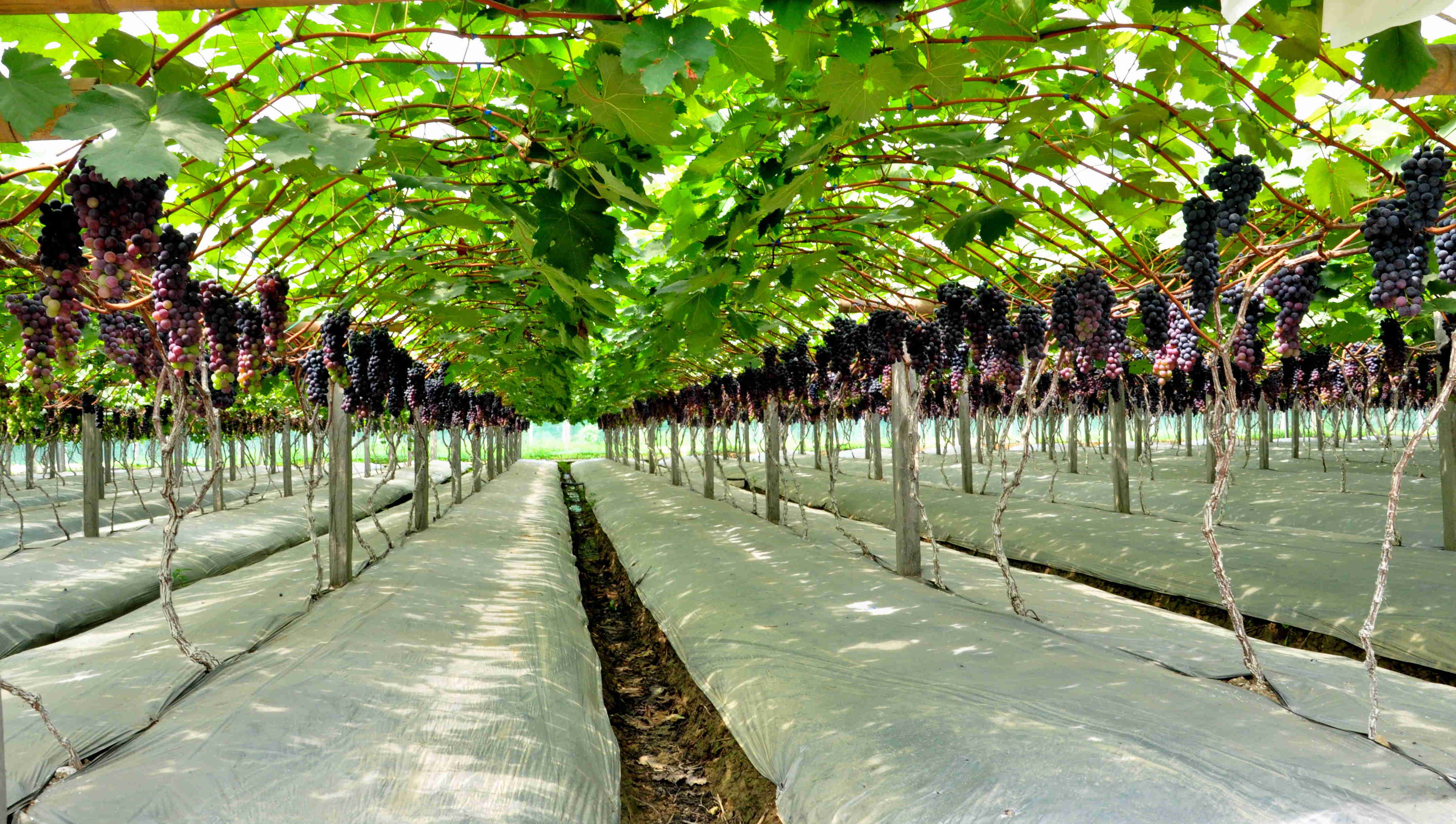 致富经:葡萄种植栽培高产技术