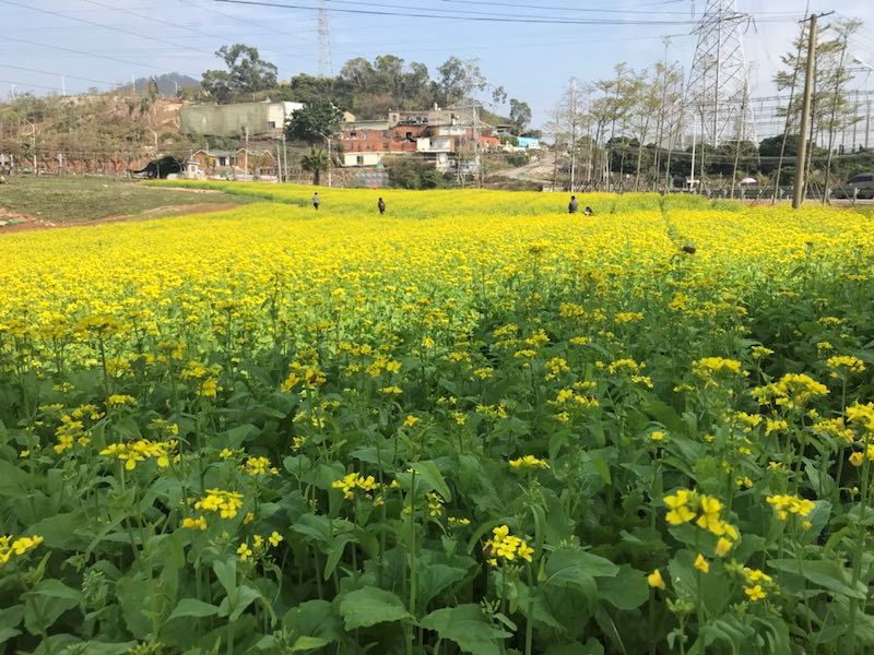 怎么穿搭衣服拍油菜花_衣服怎么画(2)