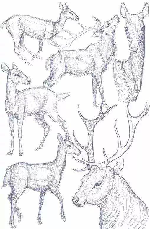 关于鹿的手绘画法