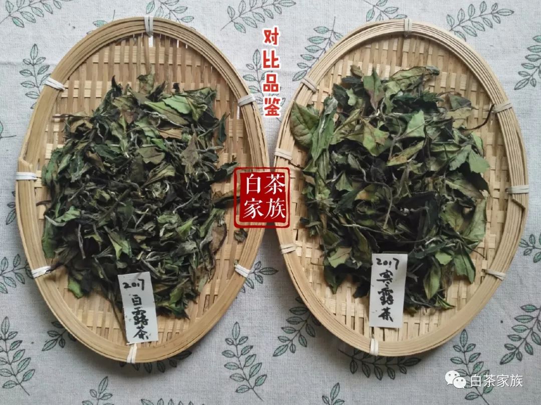 福鼎高山白茶2017白露茶与2017寒露茶的区别