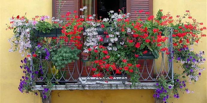在欧美国家,它也是最常见的阳台花卉之一.