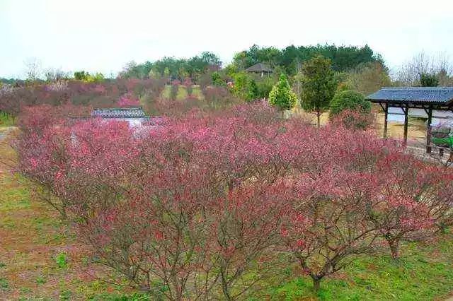 梅时梅刻想和你在一起凤凰沟梅花节一日游