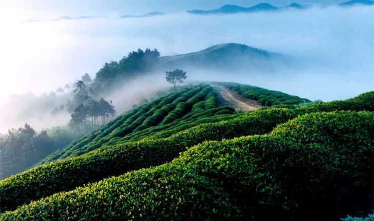 茶丨生于东方,享誉全球