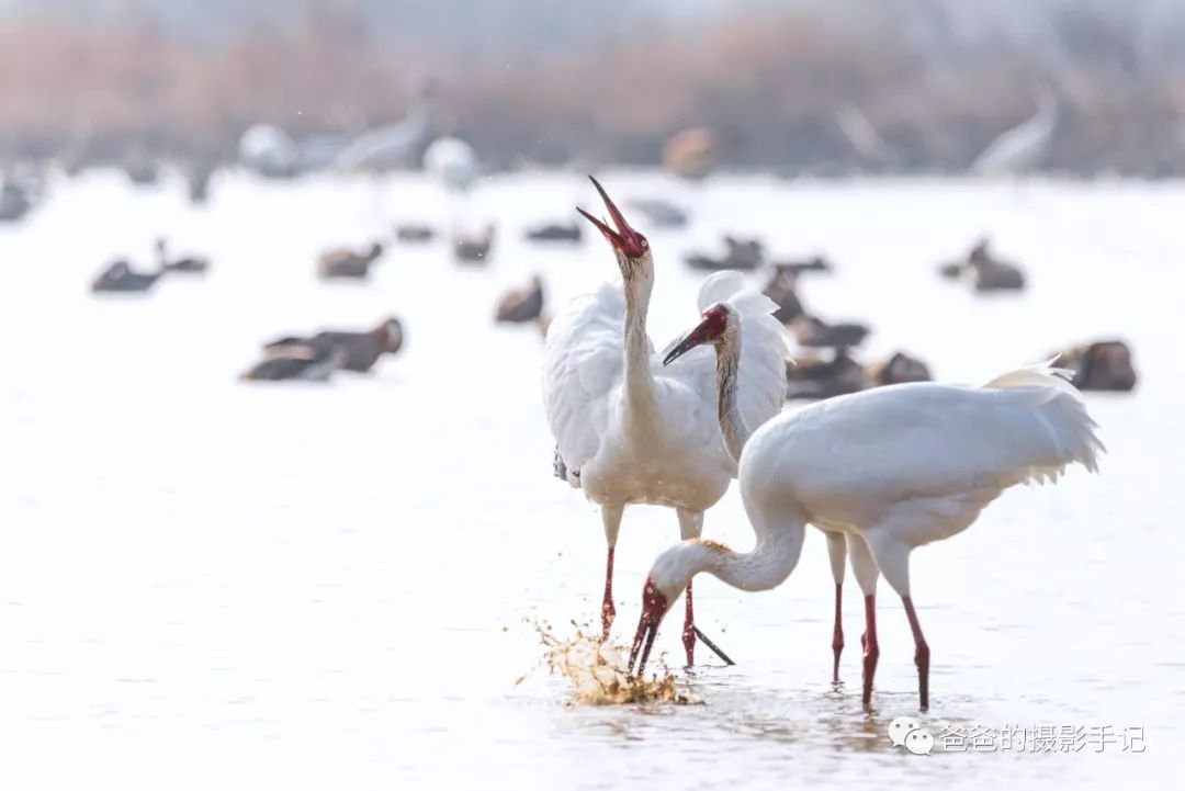 【野性世界】 鄱阳湖:白鹤之舞