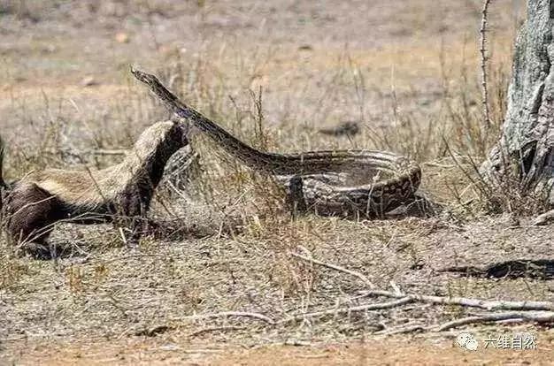 蟒蛇为什么怕蜜獾