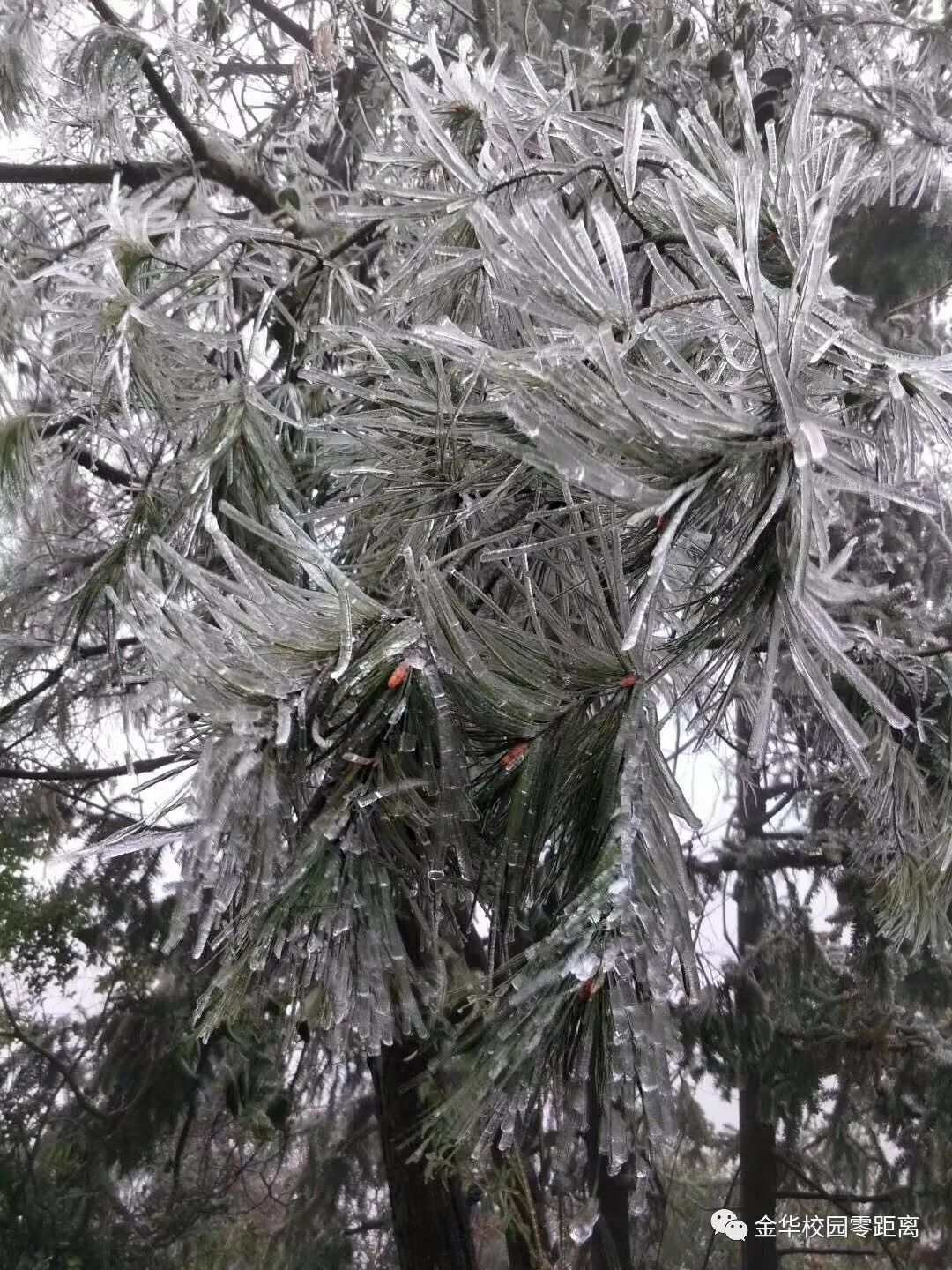 大雪的脚步越来越近,金华这个地方已是白雪皑皑!