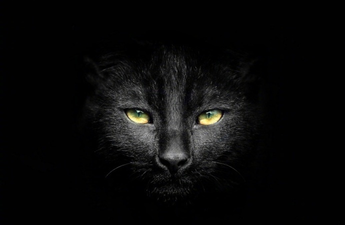 这些黑猫犀利的眼神,太霸气了.
