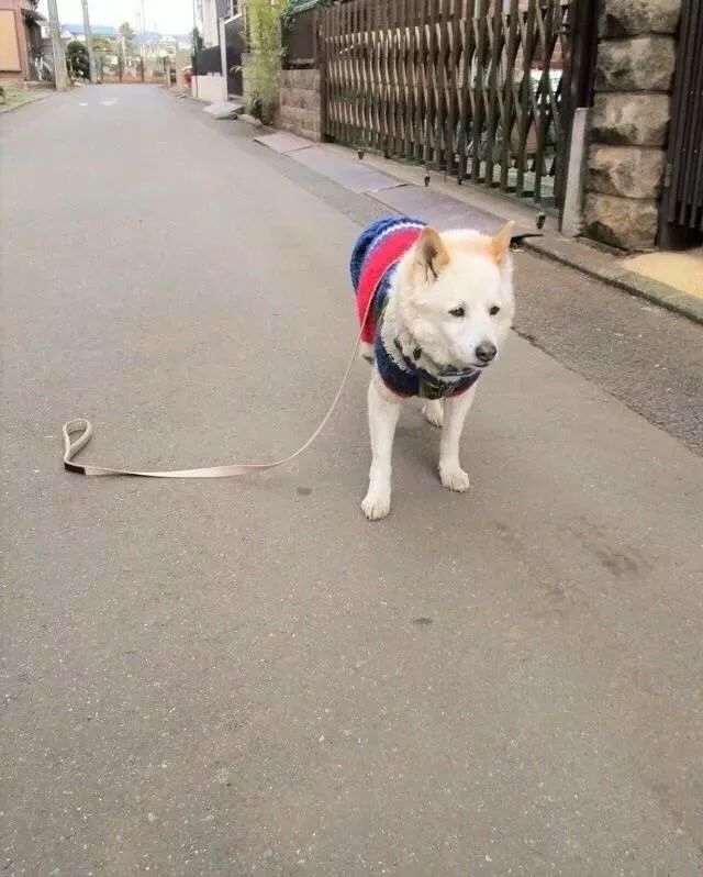 跑回原地一看,狗狗是这样的表情