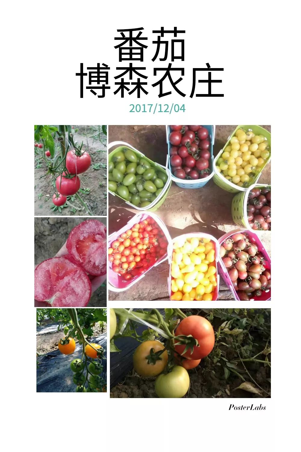 博森农庄京津冀最大的油菜花花海一望无际