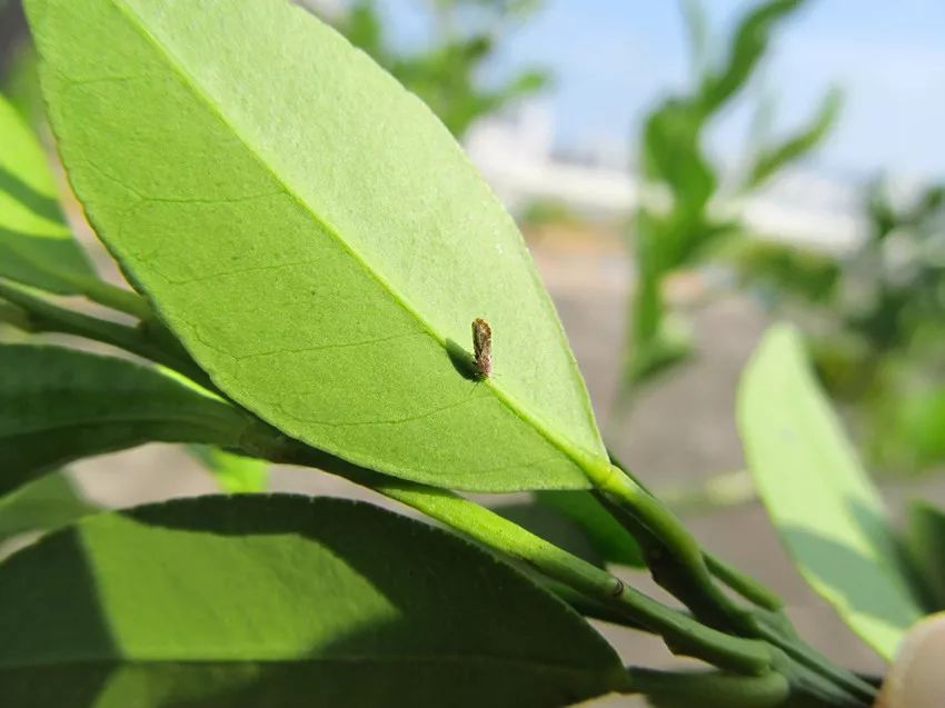 柑橘木虱幼虫