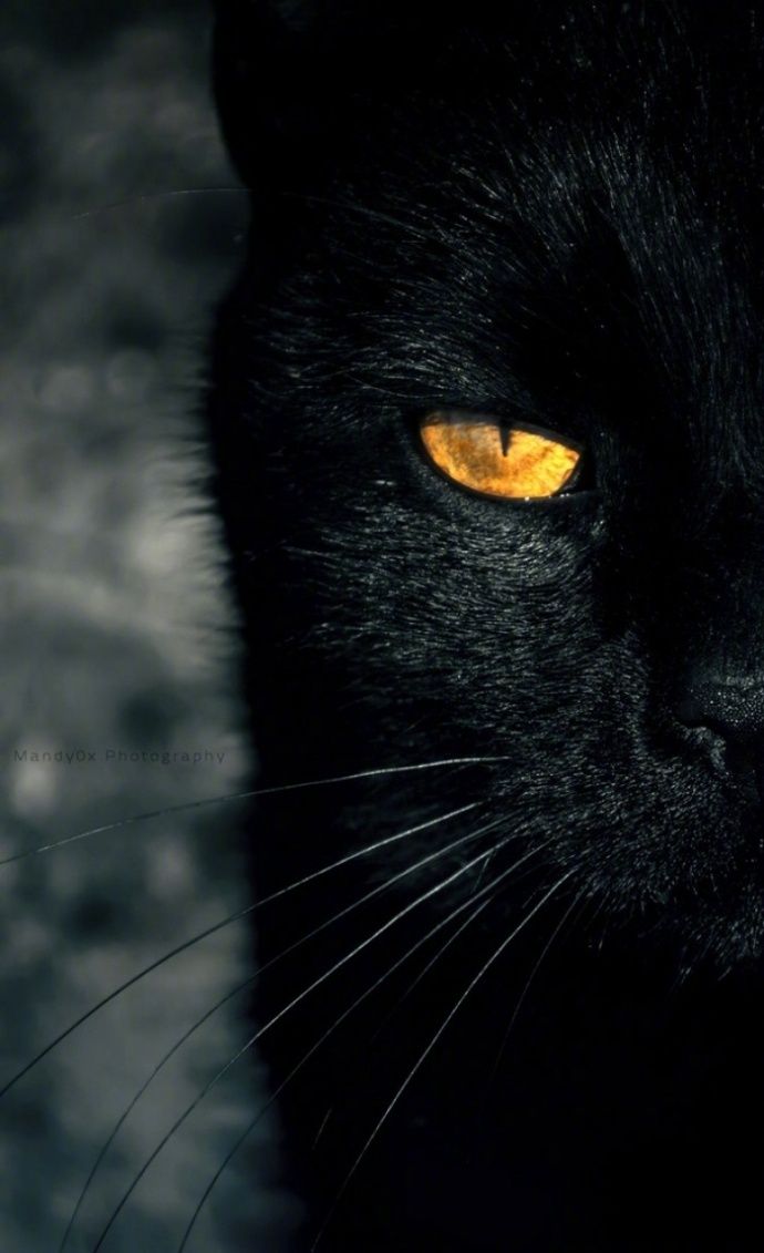 这些黑猫犀利的眼神,太霸气了.