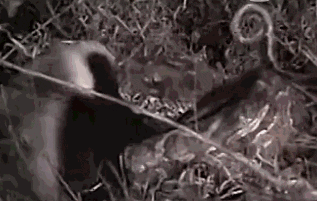 蟒蛇为什么怕蜜獾
