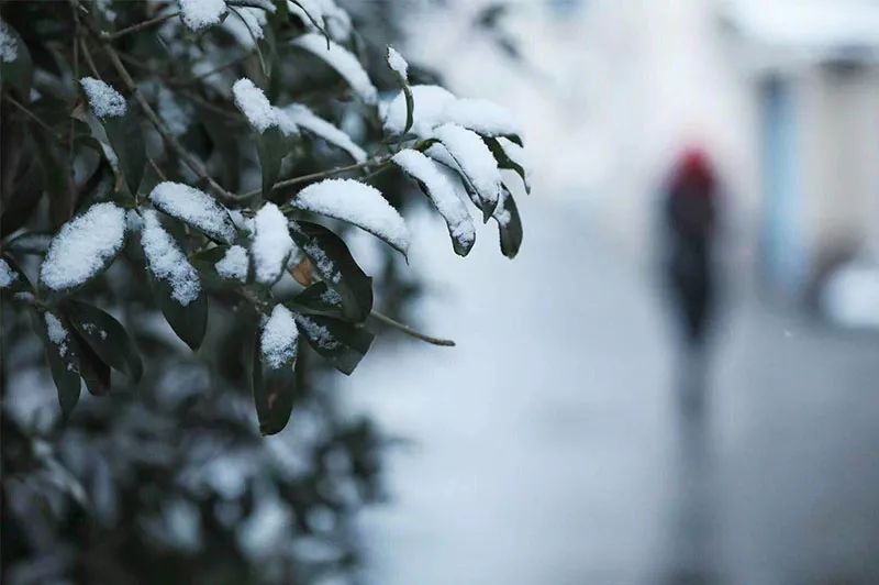 今日话题|终于等到你,认真的雪