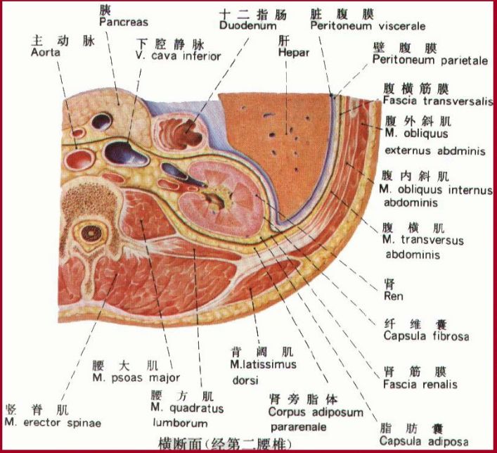 解剖丨腹膜后间隙(包懂包会!