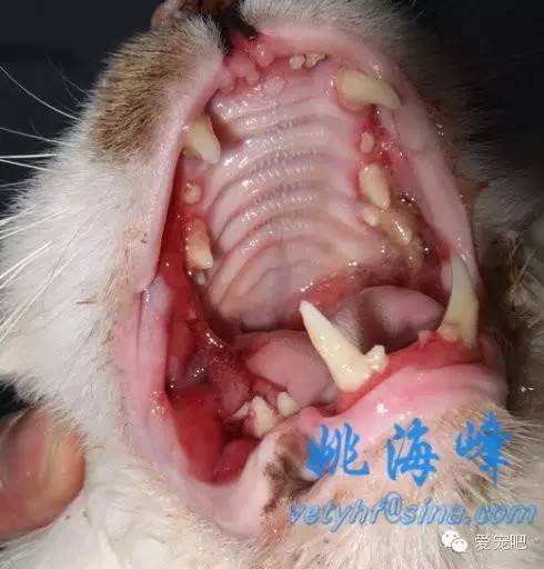 猫口腔溃疡性疾病最新及最佳治疗法- 姚海峰