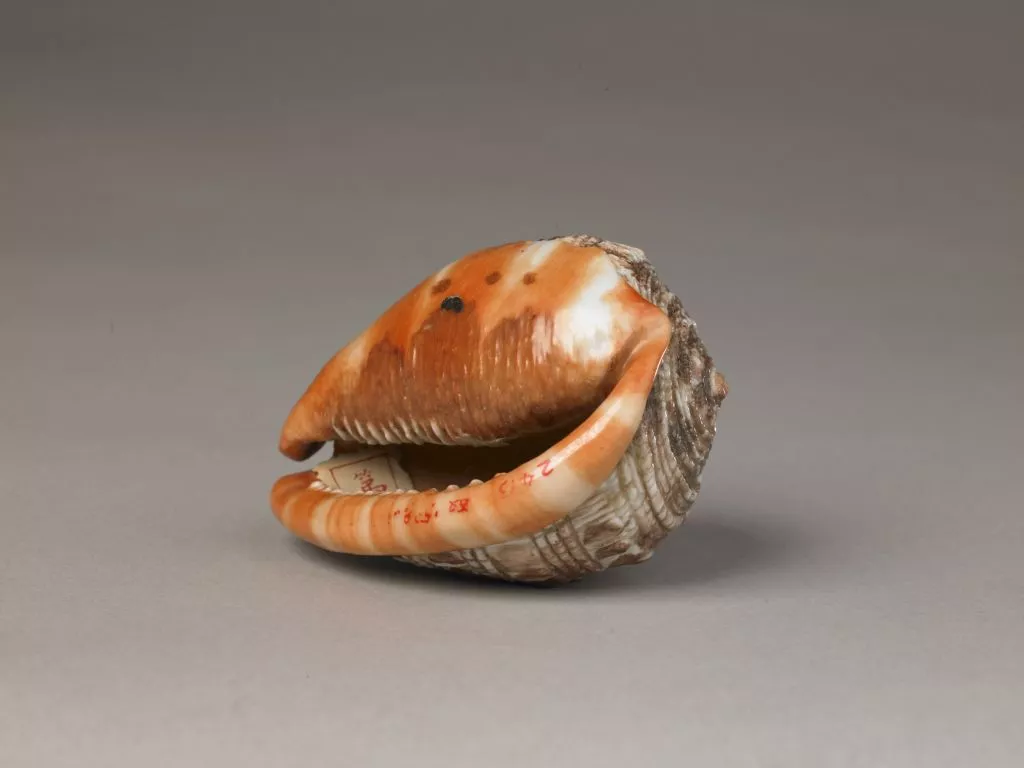 大海螺丨对我来说都是会看不会吃的海鲜|摄影|静物|山东飞鸟传媒 - 原创作品 - 站酷 (ZCOOL)