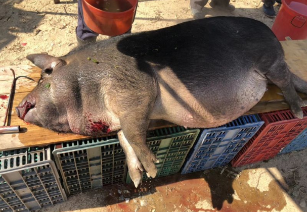 这头猪有将近200斤,养了大半年,买它花了3000块钱,杀猪的血腥场面就不
