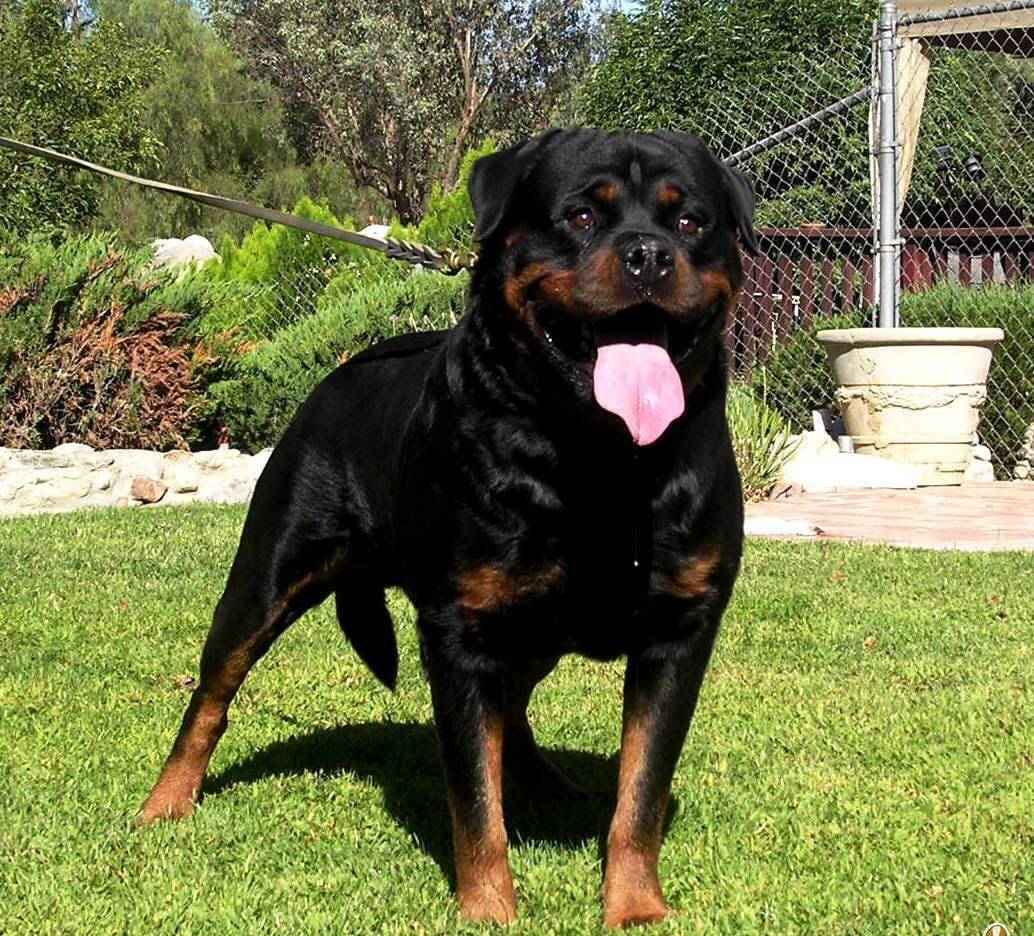 杜伯文犬(也有译作多伯曼犬),就是我们通常所说的杜宾犬,它是属于