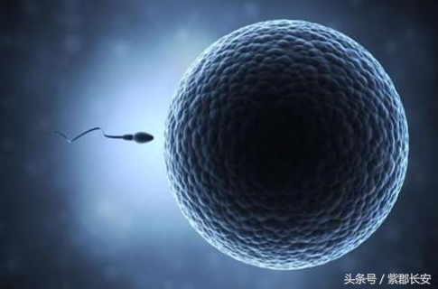 人体最大的细胞,女性卵细胞200微米(肉眼能看见)